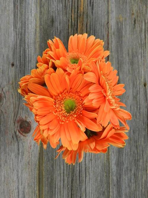  ORANGE GERBERAS